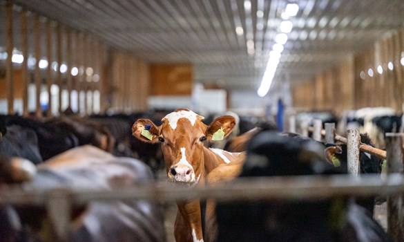 Drumgoon cow in a shed.